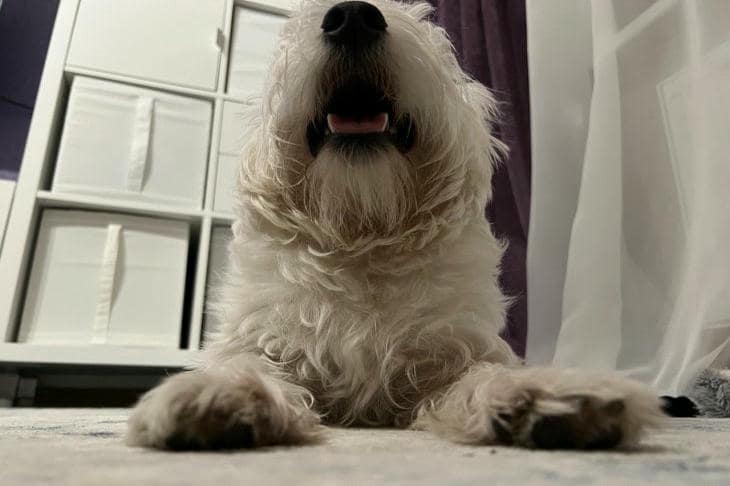 Hur man väljer hundmat: varför sammansättning inte är allt