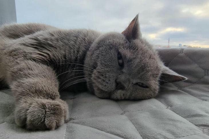 Vad händer om en katt lämnas utan morrhår: myter och verklighet om vibrissae