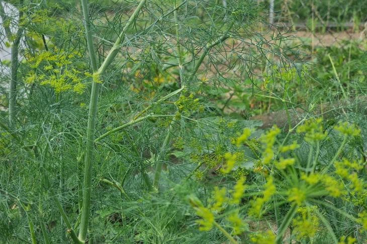 Varför dill inte gror ens i perfekt väder: naturens sabotage som kan kringgås