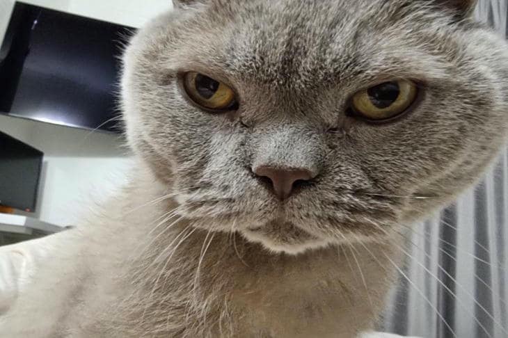 Varför din katt gnuggar dig med tassarna: en ritual som har gått från barndom till förtroendespråk