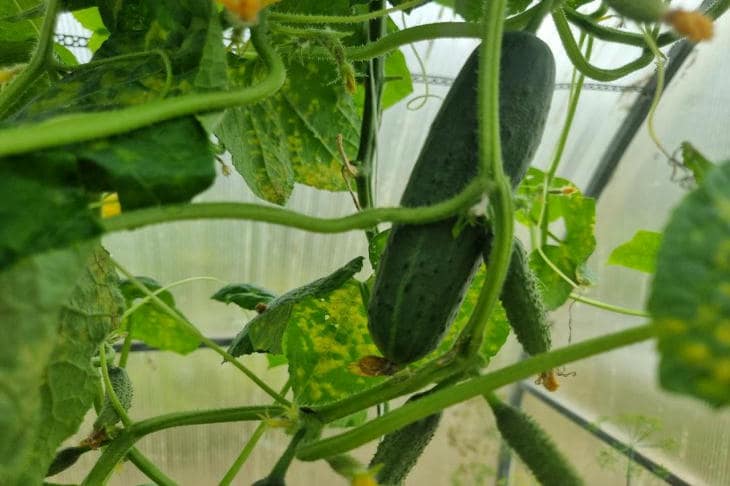 Varför gurkor behöver mjölk och jod: den konstiga cocktailen som botar bättre än kemi