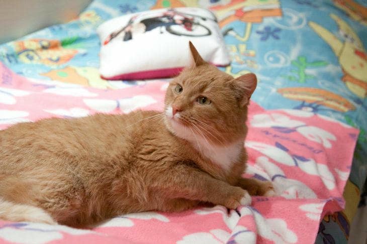 Varför katten gnider sig mot dina ben: kemisk märkning och förtroendets diplomati