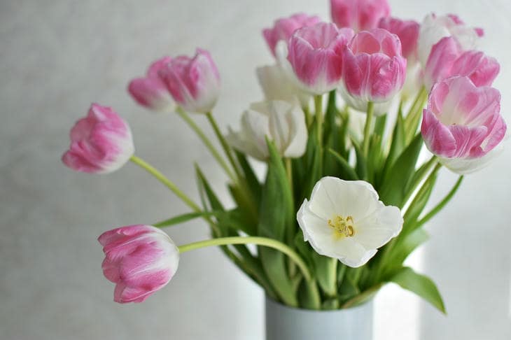 Varför lägga ett kopparmynt i en vas med tulpaner: den bortglömda kemin hos resistenta stjälkar